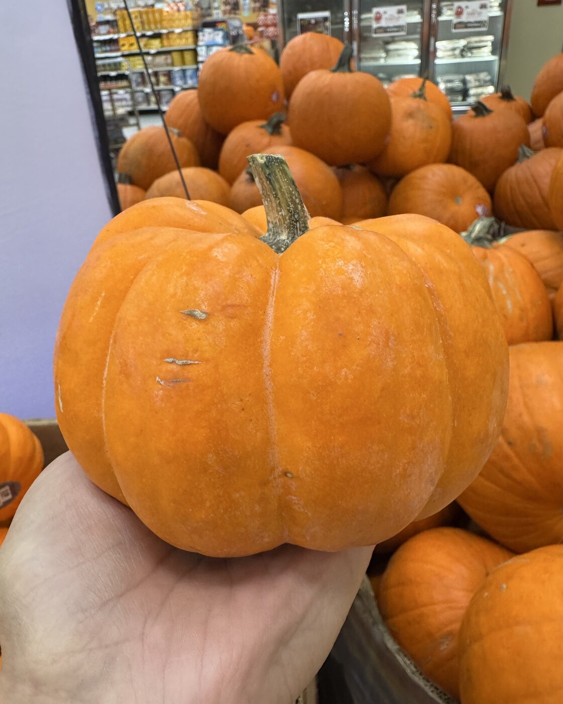 Small orange mini pumpkin held in one hand